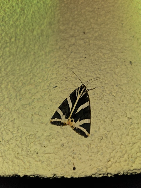 Euplagia quadripunctaria - csíkos medvelepke