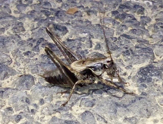 Pholidoptera griseoaptera - szürke avarszöcske