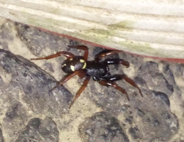 Asagena meridionalis