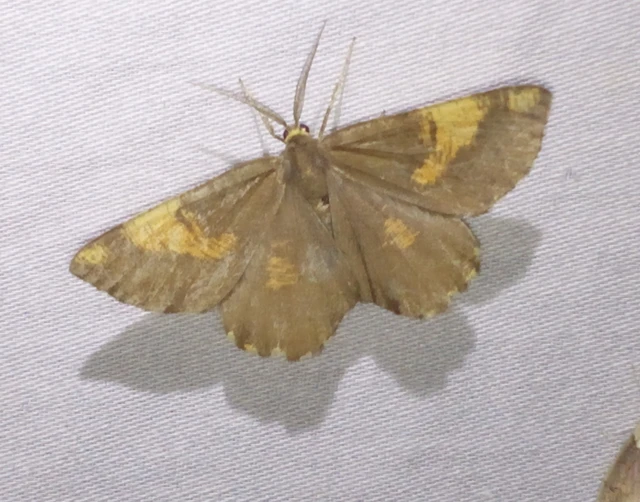Angerona prunaria - sárga kökényaraszoló