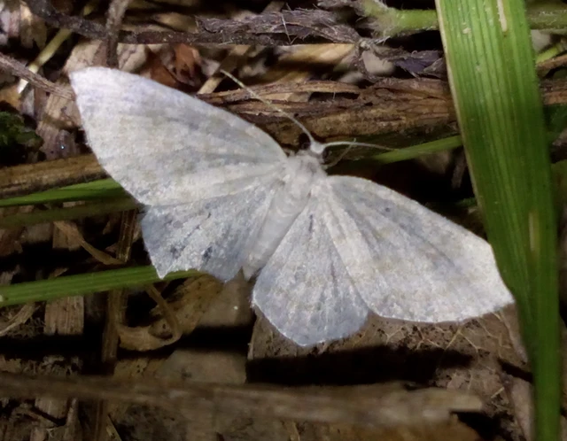 Asthena albulata - gyertyán-fehéraraszoló
