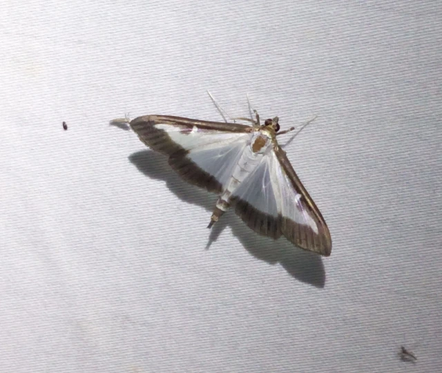 Cydalima perspectalis - puszpáng-tűzmoly