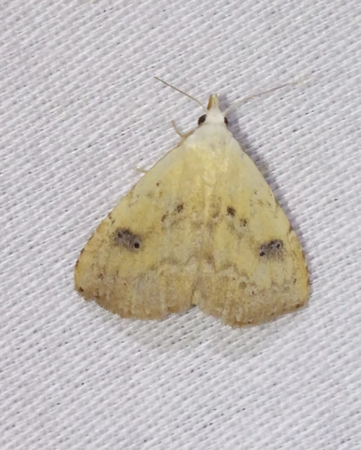 Rivula sericealis - selymes lórombagoly