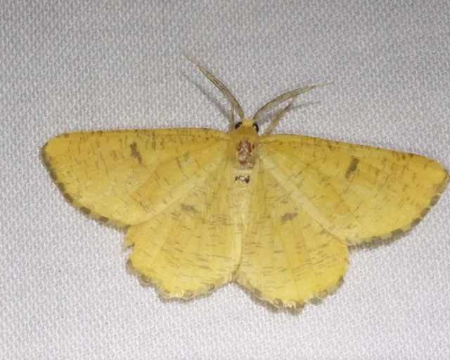 Angerona prunaria - sárga kökényaraszoló
