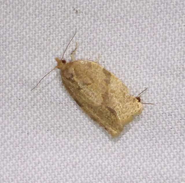 Adoxophyes orana - almalevél-sodrómoly