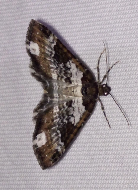Melanthia procellata - hullámos tarkaaraszoló