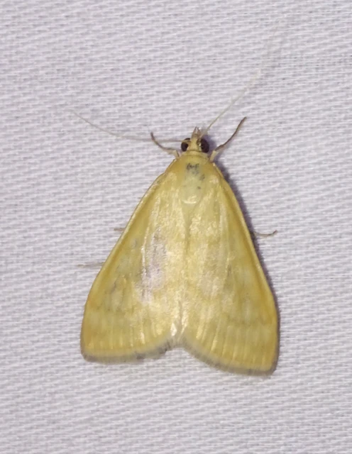 Sitochroa verticalis - világossárga dudvamoly