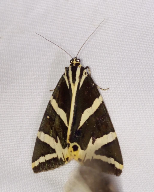 Euplagia quadripunctaria - csíkos medvelepke