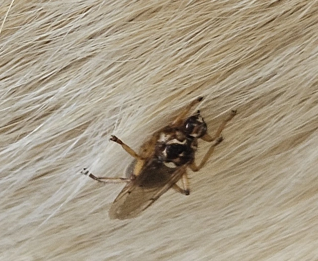 Hippoboscidae - kullancslegyek
