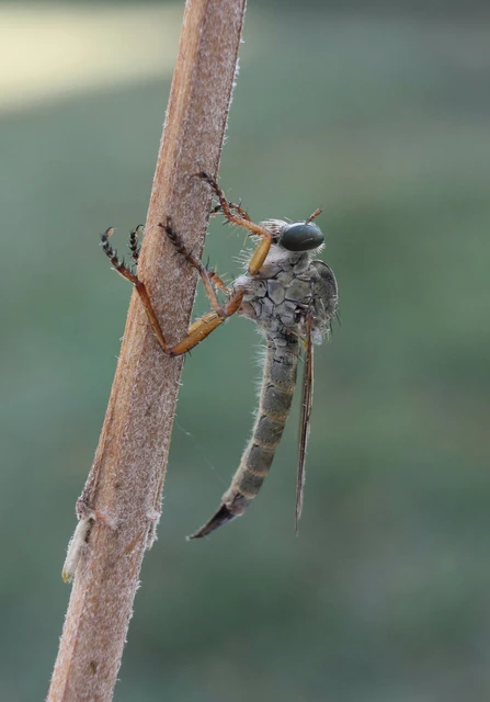 Aneomochtherus flavicornis