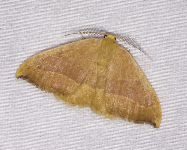 Watsonalla cultraria - bükkfa-sarlósszövő