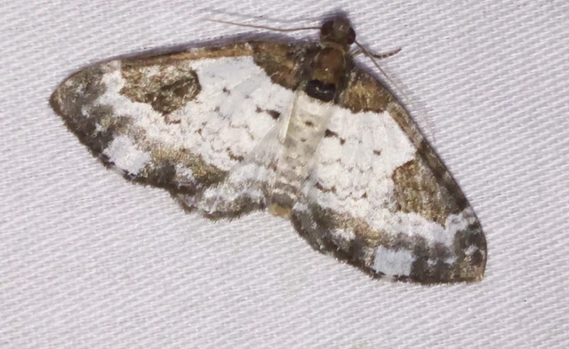 Melanthia procellata - hullámos tarkaaraszoló