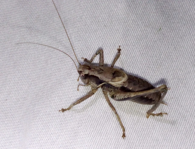 Pholidoptera griseoaptera - szürke avarszöcske