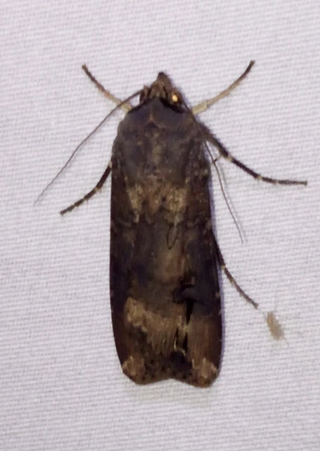 Agrotis ipsilon - nagy földibagoly