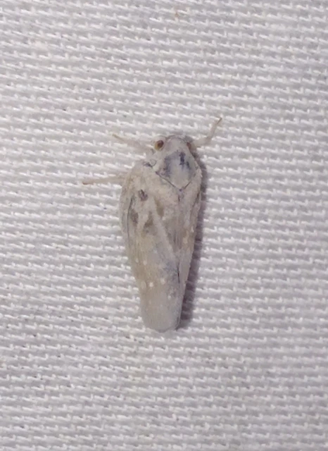 Metcalfa pruinosa - amerikai lepkekabóca