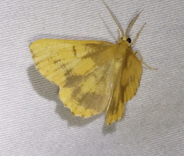 Angerona prunaria - sárga kökényaraszoló