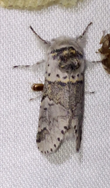Furcula furcula - szürke púposszövő