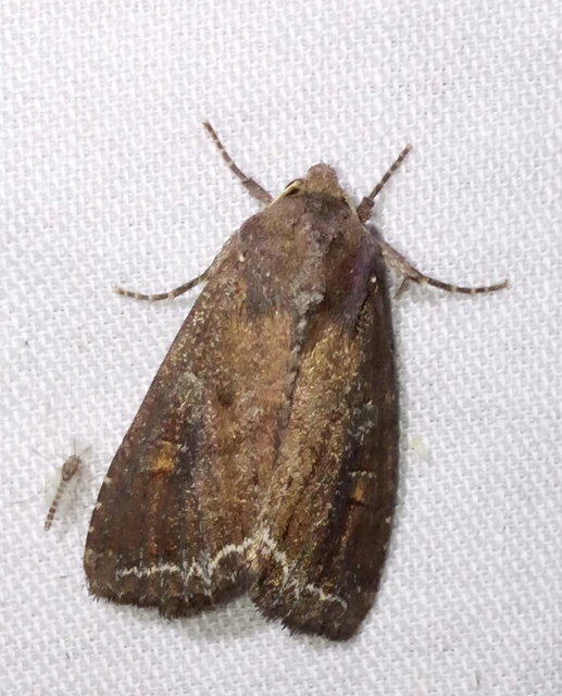 Lacanobia oleracea - saláta-kertibagoly
