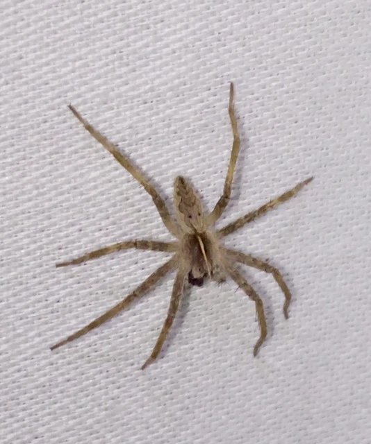 Pisaura mirabilis - csodáspók