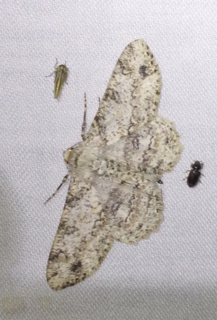Ascotis selenaria - holdas faaraszoló