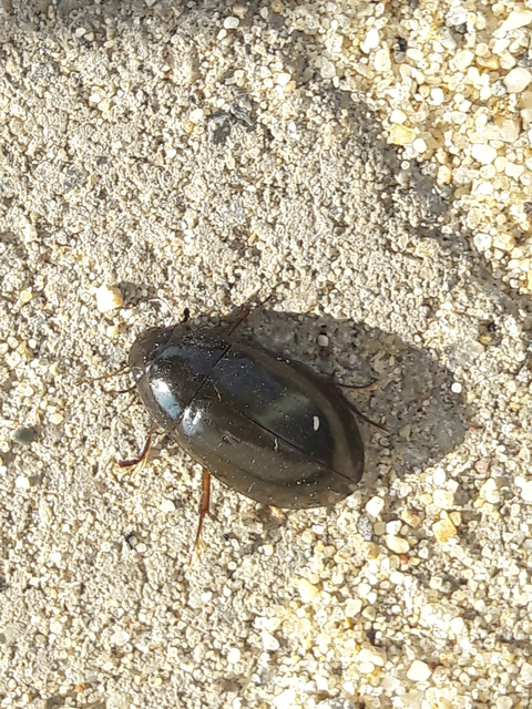 Hydrochara caraboides - kis csibor