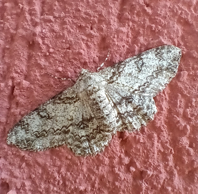 Ascotis selenaria - holdas faaraszoló