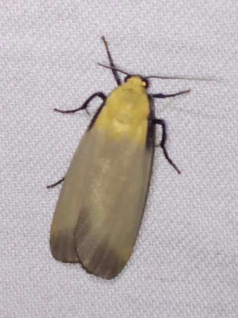 Lithosia quadra - négypettyes zuzmószövő
