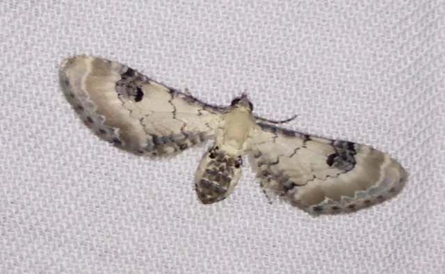 Eupithecia centaureata - búzavirág-törpearaszoló