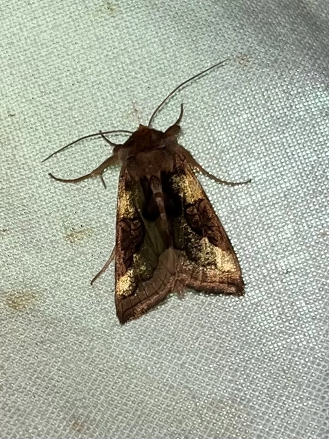 Diachrysia stenochrysis - rejtőző aranybagoly