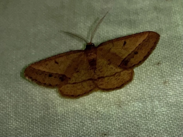 Tephrina arenacearia - lucerna-araszoló