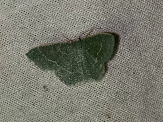 Phaiogramma etruscaria - fehérpettyes zöldaraszoló