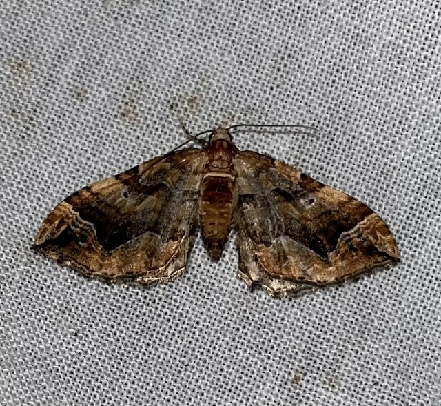 Pelurga comitata - nagy tarkaaraszoló