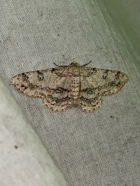 Ascotis selenaria - holdas faaraszoló