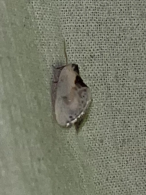 Cilix glaucata - törpe sarlósszövő