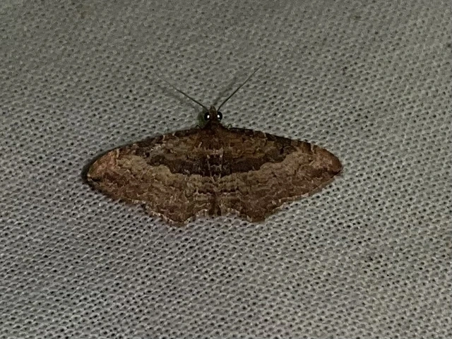 Orthonama obstipata - vándoraraszoló