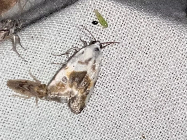 Ponometia candefacta - parlagfűbagoly