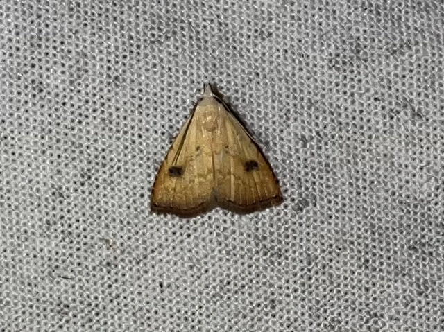 Rivula sericealis - selymes lórombagoly
