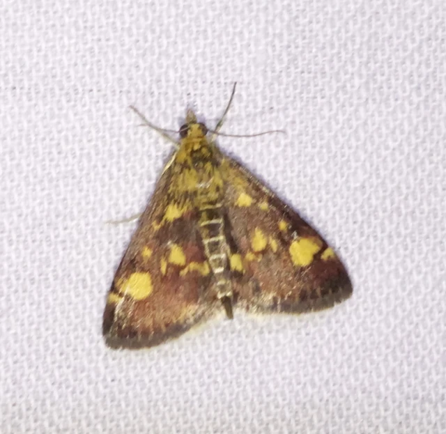 Pyrausta aurata - aranyló bíbormoly
