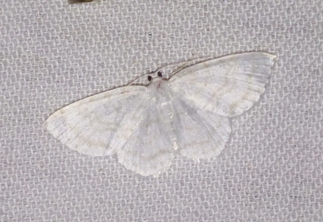 Asthena albulata - gyertyán-fehéraraszoló