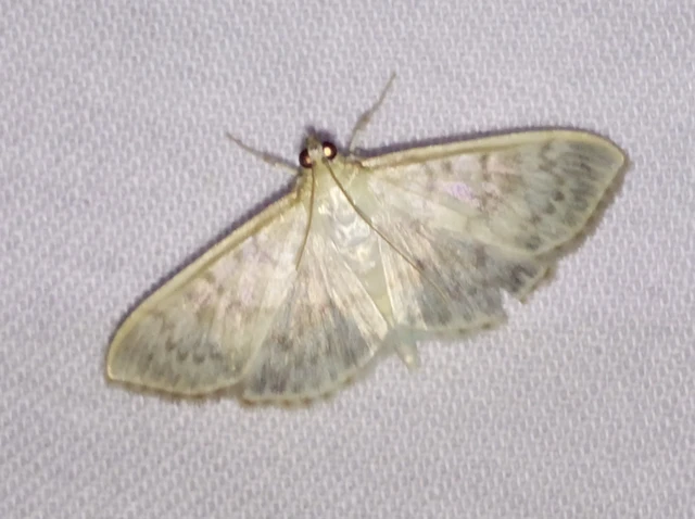Patania ruralis - csalánevő tűzmoly
