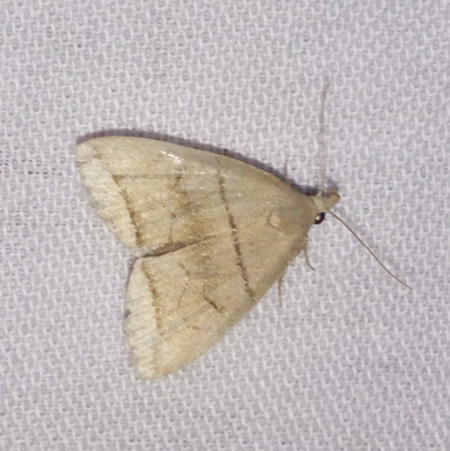 Herminia grisealis - ligeti karcsúbagoly
