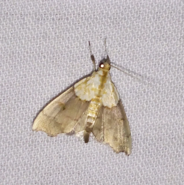 Agrotera nemoralis - ligeti tűzmoly