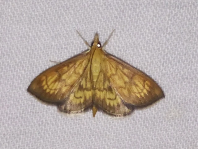 Ecpyrrhorrhoe rubiginalis - rozsdavörös tűzmoly