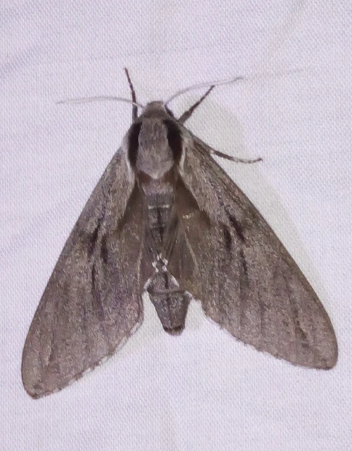 Hyloicus pinastri - fenyőszender