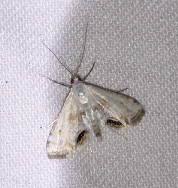 Cataclysta lemnata - békalencsemoly