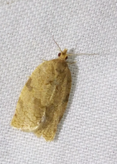 Adoxophyes orana - almalevél-sodrómoly