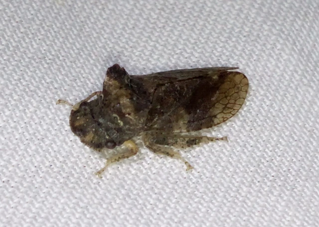Ledra aurita - füleskabóca
