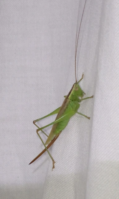 Conocephalus fuscus - kis kúpfejűszöcske