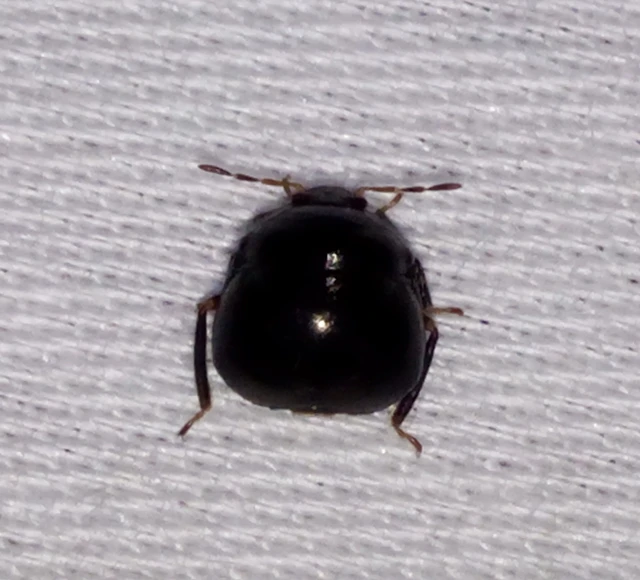 Coptosoma Coptosoma