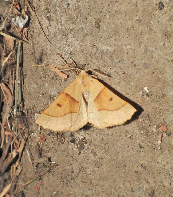 Crocallis elinguaria - sárga sávosaraszoló